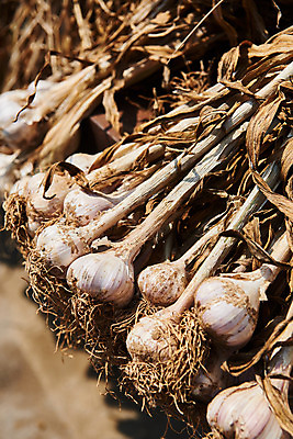 포토 JPG 주간 농업 마늘 사람없음 야외 아웃포커스 농작물 농사 농촌 시골 평택 국내포토 자연요소 산업 채소 촬영기법 경기도 파일형식