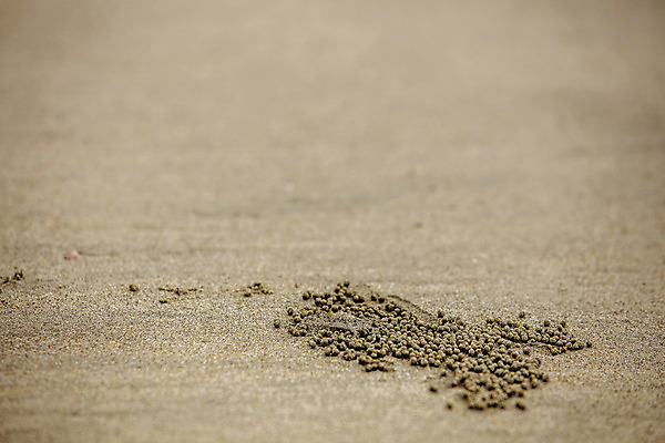 포토 JPG 주간 풍경 사람없음 야외 모래사장 게 전라남도 영광군 국내포토 자연요소 바다 갑각류 전라도 파일형식