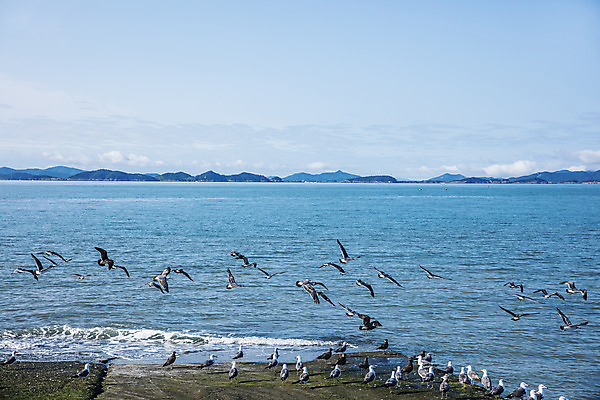 포토 JPG 주간 바다 여러마리 갈매기 하늘 풍경 사람없음 야외 모래사장 비행 전라남도 영광군 국내포토 자연요소 다수 조류 전라도 파일형식