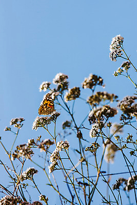 포토 JPG 주간 꽃 나비 하늘 풍경 사람없음 야외 아웃포커스 인천 석모도 국내포토 자연요소 식물 곤충 한국 촬영기법 파일형식