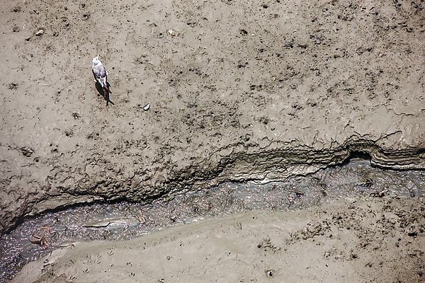 포토 JPG 주간 갈매기 풍경 사람없음 야외 하이앵글 갯벌 인천 석모도 국내포토 자연요소 뷰포인트 조류 한국 파일형식