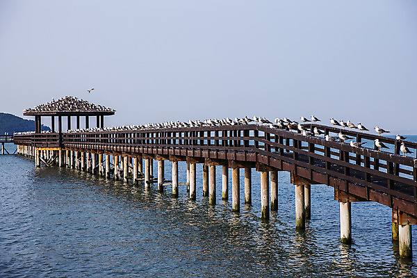 포토 JPG 주간 바다 갈매기 풍경 사람없음 야외 정자 새떼 인천 서해 석모도 가교 국내포토 자연요소 건축물 조류 한국 파일형식