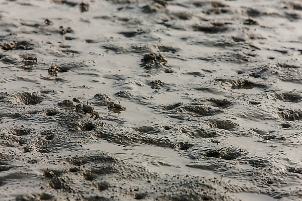 포토 JPG 주간 풍경 사람없음 야외 게 충청남도 갯벌 서산 서해 국내포토 자연요소 바다 갑각류 충청도 파일형식