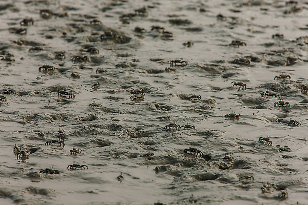 포토 JPG 주간 풍경 사람없음 야외 게 충청남도 갯벌 서산 서해 국내포토 자연요소 바다 갑각류 충청도 파일형식