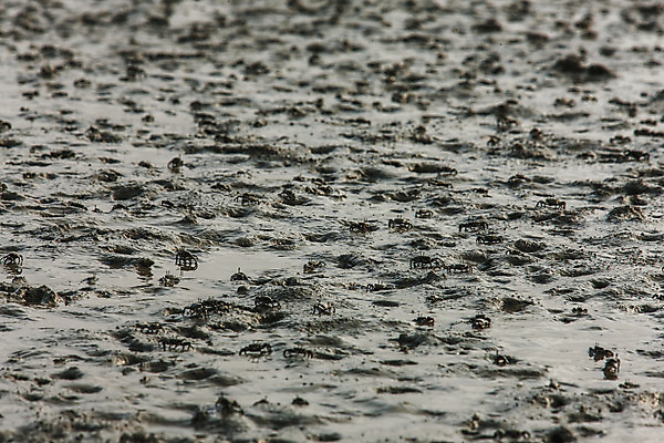 포토 JPG 주간 풍경 사람없음 야외 게 충청남도 갯벌 서산 서해 국내포토 자연요소 바다 갑각류 충청도 파일형식
