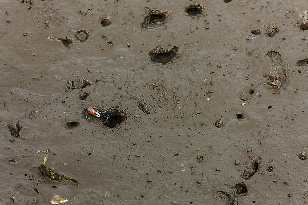 포토 JPG 주간 풍경 사람없음 야외 게 구멍 충청남도 갯벌 서산 서해 국내포토 자연요소 바다 갑각류 충청도 파일형식