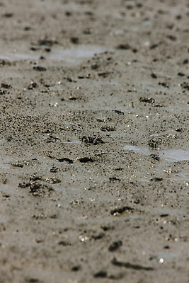 포토 JPG 주간 풍경 사람없음 야외 아웃포커스 게 충청남도 갯벌 서산 국내포토 자연요소 촬영기법 갑각류 충청도 파일형식