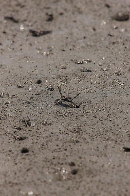 포토 JPG 주간 풍경 사람없음 야외 게 충청남도 갯벌 서산 국내포토 자연요소 갑각류 충청도 파일형식