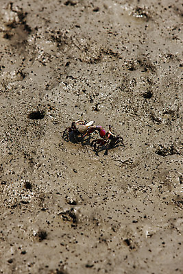 포토 JPG 주간 바다 풍경 사람없음 야외 게 충청남도 갯벌 서산 서해 국내포토 자연요소 갑각류 충청도 파일형식