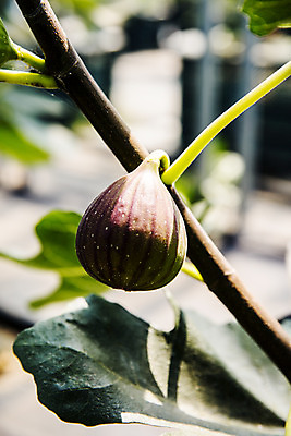 포토 JPG 주간 사람없음 야외 아웃포커스 전라남도 특산물 무화과 무화과나무 영암 국내포토 자연요소 나무 과일 촬영기법 전라도 파일형식