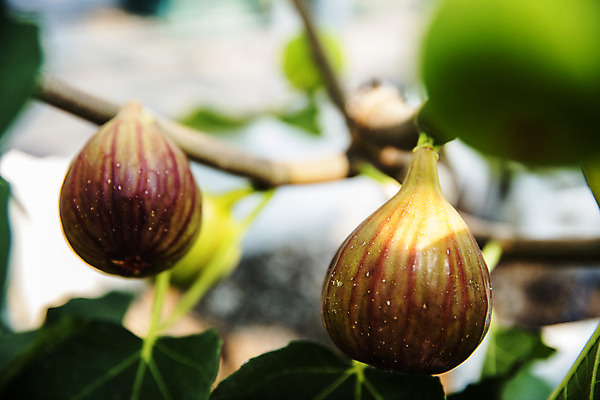 포토 JPG 주간 사람없음 야외 아웃포커스 나뭇가지 전라남도 특산물 무화과 무화과나무 영암 국내포토 자연요소 나무 과일 촬영기법 전라도 파일형식