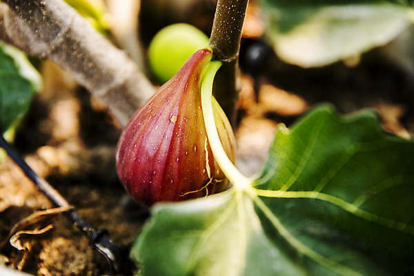 포토 JPG 주간 나뭇잎 사람없음 야외 아웃포커스 전라남도 특산물 무화과 영암 국내포토 자연요소 잎 과일 촬영기법 전라도 파일형식