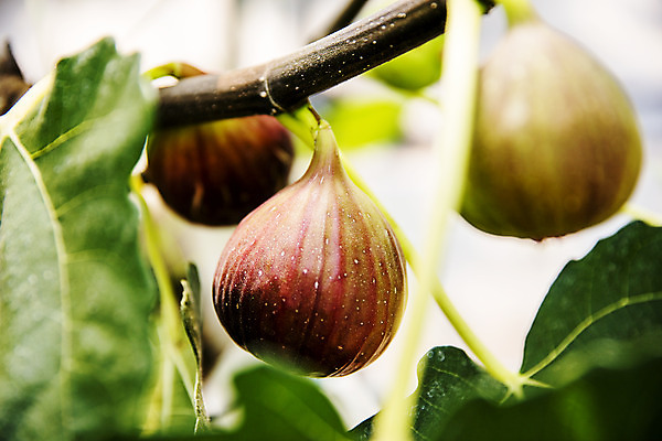 포토 JPG 주간 나뭇잎 사람없음 야외 아웃포커스 전라남도 특산물 무화과 무화과나무 영암 국내포토 자연요소 나무 잎 과일 촬영기법 전라도 파일형식