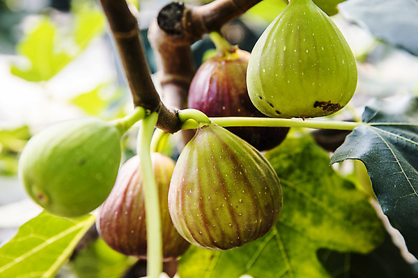 포토 자연요소 나무 잎 과일 촬영기법 전라도 전라남도 파일형식 나뭇잎 아웃포커스 특산물 무화과 무화과나무 영암 JPG 사람없음 주간 야외 국내포토