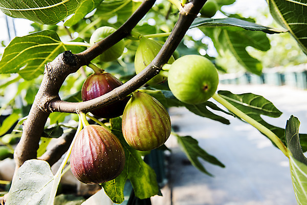 포토 자연요소 나무 잎 과일 촬영기법 전라도 전라남도 파일형식 나뭇잎 아웃포커스 무화과나무 영암 특산물 무화과 JPG 사람없음 주간 야외 국내포토
