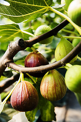 포토 JPG 주간 나뭇잎 사람없음 야외 아웃포커스 전라남도 특산물 무화과 무화과나무 영암 국내포토 자연요소 나무 잎 과일 촬영기법 전라도 파일형식