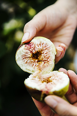 포토 JPG 주간 손 단면 들기 야외 아웃포커스 신체부위 잡기 자르기 전라남도 특산물 무화과 영암 국내포토 자연요소 과일 모션 촬영기법 사람 전라도 파일형식