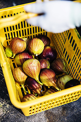 포토 JPG 주간 손 장갑 들기 야외 신체부위 바구니 소프트포커스 전라남도 담기 특산물 무화과 영암 국내포토 자연요소 잡화 과일 모션 촬영기법 사람 전라도 파일형식