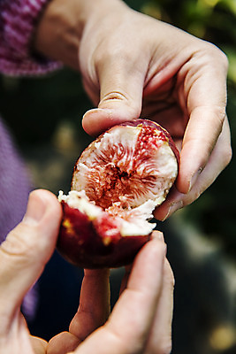 포토 JPG 주간 손 단면 들기 야외 아웃포커스 신체부위 잡기 자르기 전라남도 특산물 무화과 영암 국내포토 자연요소 과일 모션 촬영기법 사람 전라도 파일형식