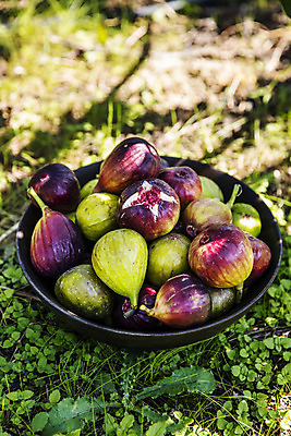 포토 JPG 주간 그릇 사람없음 야외 아웃포커스 쌓기 전라남도 특산물 무화과 땅바닥 영암 국내포토 자연요소 식기 과일 모션 바닥 촬영기법 전라도 파일형식