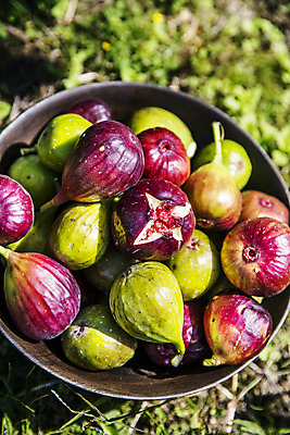 포토 JPG 주간 그릇 사람없음 야외 아웃포커스 전라남도 담기 특산물 무화과 땅바닥 영암 국내포토 자연요소 식기 과일 모션 바닥 촬영기법 전라도 파일형식