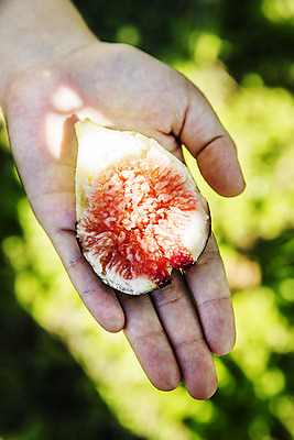 포토 JPG 주간 손 단면 들기 야외 아웃포커스 신체부위 전라남도 특산물 슬라이스 무화과 영암 국내포토 자연요소 과일 모션 촬영기법 사람 전라도 파일형식