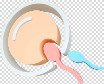 편집 편집이미지 사람없음 3D소스 3D 수정 디지털합성 난자 PNG 성교육 편집소스 정자세포 교육 생물 생식세포 파일형식