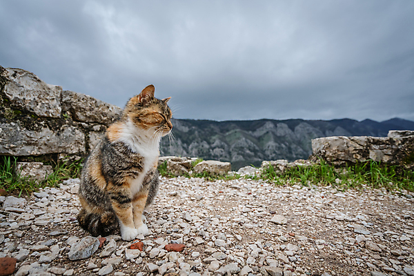 포토 JPG 해외이미지 동물 응시 시선 길 벽 포즈 포옹 휴식 산 수염 주택 사랑 앉기 사람없음 야외 반려동물 고양이 줄무늬 회색 흰색 기다림 모피 스마트 사냥꾼 타운 얼룩무늬 노려봄 조립 기르기 돌봄 동반자 몬테네그로 인기 해외202004 해외202105 해외포토 직업 감정 컬러 컨셉 무늬 포유류 안기 모션 표정 건물 도시 파일형식