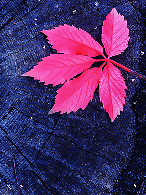 포토 JPG 해외이미지 나무 식물 디자인 계절 백그라운드 단풍 잎 패턴 오렌지 자연 벽지 표면 추상 프레임 사람없음 야외 목재 빨간색 빛 갈색 노란색 어둠 가을 신선 판넬 거친 황금 숲 천 유기농 질감 먼지 10월 내추럴 수목 옛날 국경 해외202004 해외202105 해외포토 웰빙 컬러 무늬 과일 재료 직물 날짜 생태계 파일형식