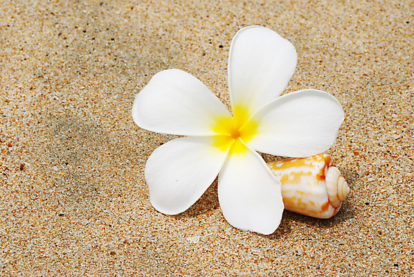 포토 JPG 해외이미지 꽃 모래 바다 섬 여행 백그라운드 자연 추상 휴가 조개 휴식 연체동물 어류 풍경 사람없음 야외 물 여름 태양 껍질 조약돌 땅 질감 해외202004 해외202105 해외포토 자연요소 식물 계절 컨셉 무늬 어패류 무척추동물 수중동물 돌_바위 생태계 파일형식