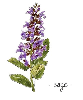 EPS 해외이미지 꽃 줄기 잎 꽃무늬 일러스트 수채화 초원 사람없음 제비꽃 세이지 해외202004 해외202105 해외일러스트 식물 무늬 파일형식 벡터