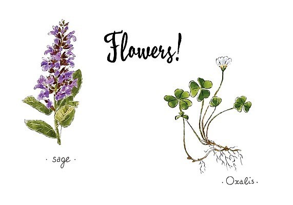 EPS 해외이미지 잎 일러스트 수채화 사람없음 클로버 뿌리 세이지꽃 토끼풀꽃 해외202004 해외202105 해외일러스트 식물 꽃 토끼풀 파일형식 벡터