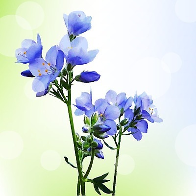 EPS 해외이미지 꽃 줄기 잎 일러스트 수채화 사람없음 꽃봉오리 보케 해외202004 해외202105 해외일러스트 식물 파일형식 벡터