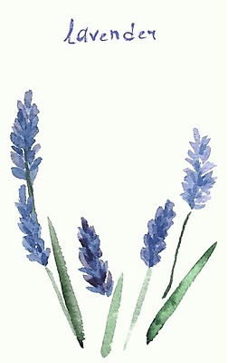 EPS 해외이미지 줄기 잎 일러스트 수채화 사람없음 라벤더 해외202004 해외202105 해외일러스트 식물 꽃 허브 파일형식 벡터