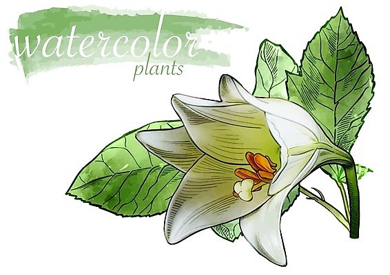 EPS 해외이미지 꽃 줄기 잎 일러스트 수채화 사람없음 초록색 해외202004 해외202105 해외일러스트 식물 컬러 파일형식 벡터