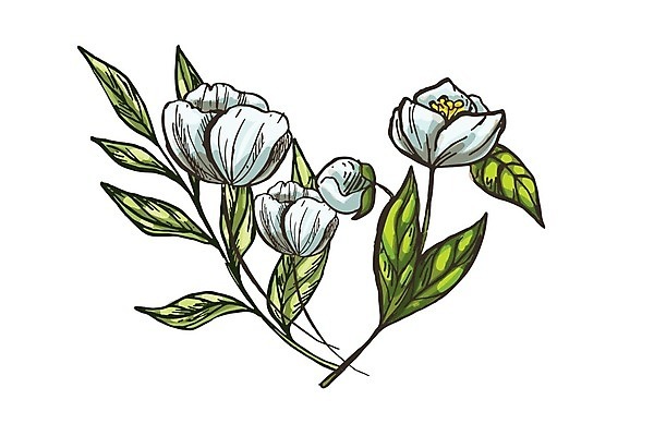 EPS 해외이미지 꽃잎 꽃 백그라운드 잎 꽃무늬 일러스트 수채화 사람없음 빨간색 장미 낭만 작약 해외202004 해외202105 해외일러스트 식물 컬러 컨셉 무늬 파일형식 벡터