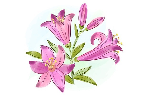 EPS 해외이미지 꽃 백그라운드 잎 꽃무늬 일러스트 수채화 선물 사람없음 우아함 백합 해외202004 해외202105 해외일러스트 식물 컨셉 무늬 파일형식 벡터