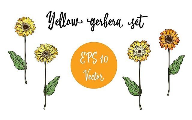 EPS 해외이미지 꽃 백그라운드 잎 꽃무늬 일러스트 수채화 국화 사람없음 노란색 황금 천 수집 데이지 거베라 금잔화 캐모마일 해외202004 해외202105 해외일러스트 식물 컬러 무늬 직물 허브 파일형식 벡터