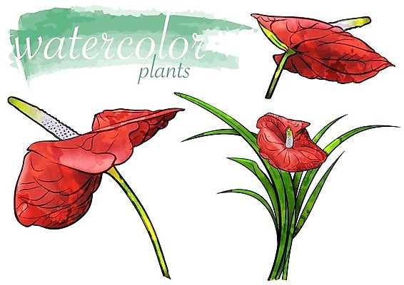 EPS 해외이미지 꽃 잎 일러스트 수채화 사람없음 안스리움 해외202004 해외202105 해외일러스트 식물 파일형식 벡터