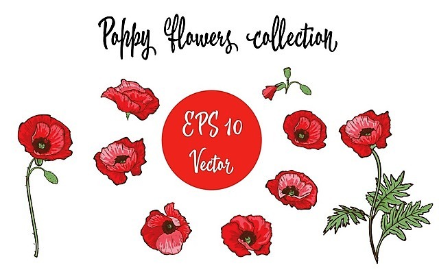 EPS 해외이미지 줄기 잎 일러스트 수채화 글자캘리그라피 사람없음 다양 꽃봉오리 양귀비 해외202004 해외202105 해외일러스트 식물 꽃 다수 캘리그라피 파일형식 벡터