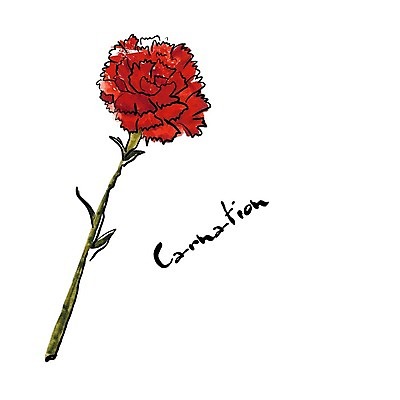 EPS 해외이미지 줄기 잎 일러스트 수채화 사람없음 카네이션 해외202004 해외202105 해외일러스트 식물 꽃 파일형식 벡터