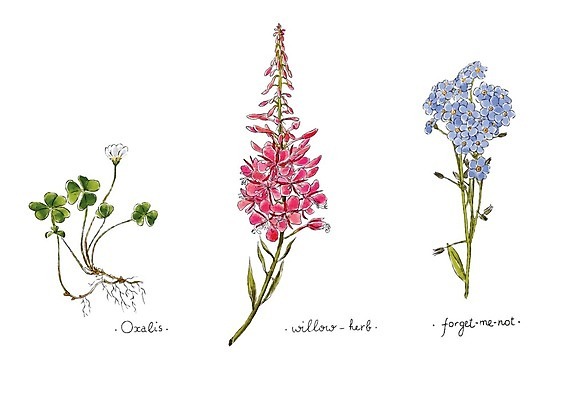 EPS 해외이미지 줄기 잎 일러스트 수채화 사람없음 제비꽃 뿌리 토끼풀꽃 해외202004 분홍바늘꽃 해외202105 해외일러스트 식물 꽃 토끼풀 파일형식 벡터