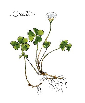 EPS 해외이미지 줄기 잎 일러스트 수채화 사람없음 클로버 토끼풀 뿌리 토끼풀꽃 해외202004 해외202105 해외일러스트 식물 꽃 파일형식 벡터