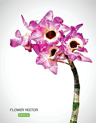 EPS 해외이미지 꽃잎 꽃 꽃무늬 일러스트 수채화 프레임 사람없음 빨간색 머리 우주 스파 난초 복숭아 꽃가루 호접란 해외202004 해외202105 해외일러스트 식물 컬러 무늬 과일 신체부위 가루 파일형식 벡터