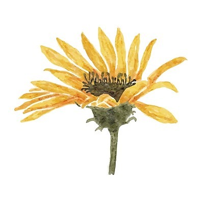 EPS 해외이미지 꽃 꽃무늬 일러스트 수채화 사람없음 노란색 해외202004 해외202105 해외일러스트 식물 컬러 무늬 파일형식 벡터