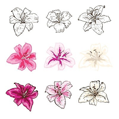 EPS 해외이미지 선 일러스트 수채화 사람없음 백합 라인아트 해외202004 해외202105 해외일러스트 꽃 파일형식 벡터