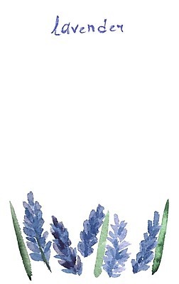 EPS 해외이미지 꽃 잎 꽃무늬 패턴 일러스트 수채화 프레임 초원 사람없음 물 스파 낭만 제비꽃 아로마 향 라벤더 해외202004 해외202105 해외일러스트 자연요소 식물 컨셉 무늬 허브 파일형식 벡터