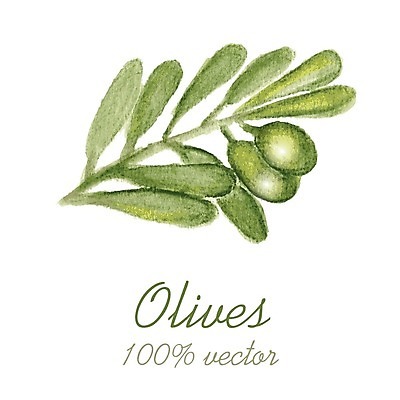 EPS 해외이미지 일러스트 수채화 글자캘리그라피 사람없음 올리브 올리브나무 올리브잎 해외202004 해외202105 해외일러스트 나무 열매 잎 캘리그라피 파일형식 벡터