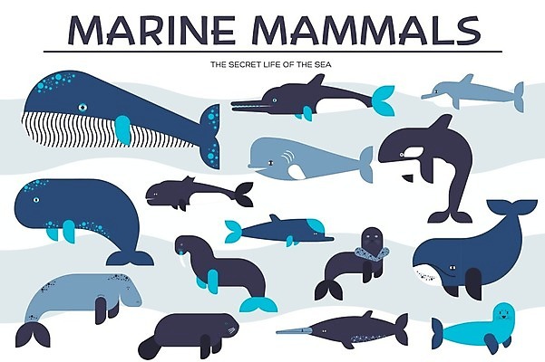 EPS 해외이미지 야생동물 파도 일러스트 털 사람없음 물 강 항구 점프 수중 그룹 소 사자 고래 콧수염 오브젝트 돌고래 꼬리 클립 육식동물 지느러미 수족관 해파리 리빙 살인범 아마존 시리즈 해외202004 해외202105 해외일러스트 자연요소 동물 바다 포유류 교통시설 모션 수염 수중동물 자포동물 파일형식 벡터