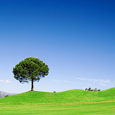 포토 JPG 해외이미지 나무 식물 공원 밭 자연 하늘 풍경 사람없음 야외 여름 봄 해외202004 해외202105 해외포토 계절 공공시설 농업 생태계 파일형식